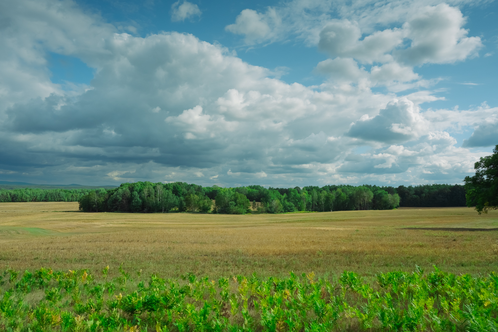 Rural farmland fields with green tree line and large cumulus clouds in a blue sky.